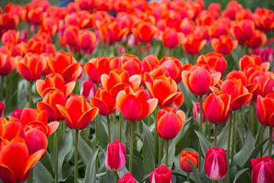 Close-up of red tulips in field