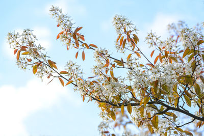 Low angle view of tree against sky