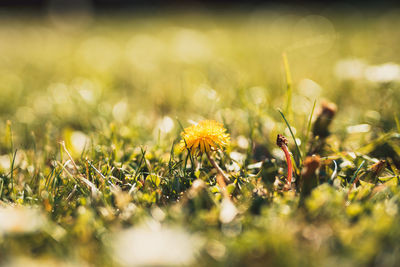 Close-up of yellow flowering plants on field