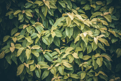 Full frame shot of plants