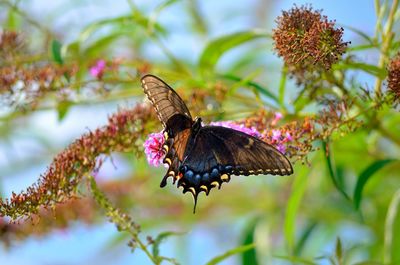 Close-up of butterfly on flower