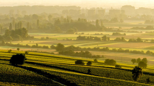 Scenic view of agricultural field