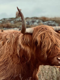 Highland cow