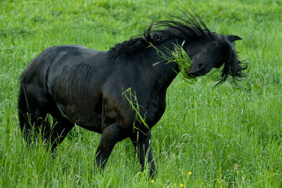 Horse standing in a field