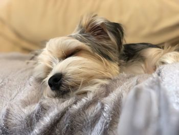 Close-up of dog sleeping on bed