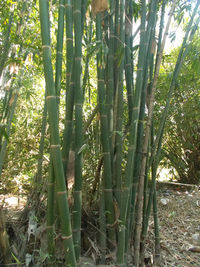 Bamboo trees in forest