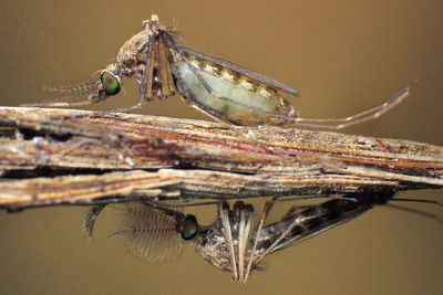 Close-up of insect