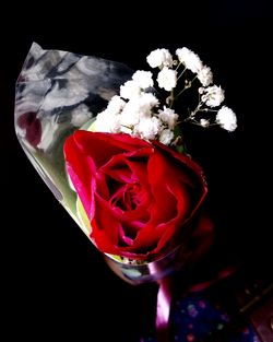 Close-up of red flowers against black background