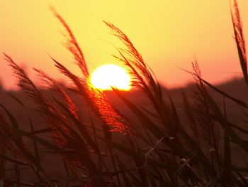 Close-up of wheat field against sunset