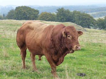 Bull on meadow at cairnpapple hill