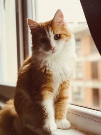 Close-up of a cat looking away