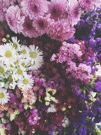 Close-up of pink flowers blooming outdoors