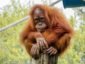 Close-up of monkey on tree