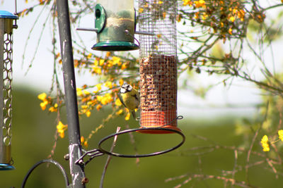 Close-up of bird feeder