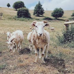 High angle view of goats standing on field