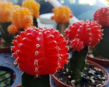 Close-up of red cactus