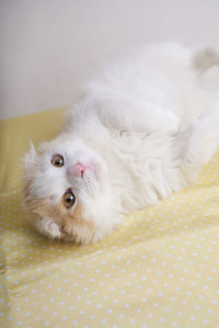 Portrait of white cat lying on bed