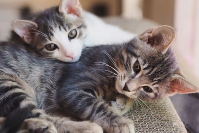 Portrait of cat sitting on kitten