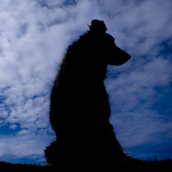 Low angle view of silhouette dog against sky during sunset