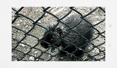 Close-up of chainlink fence