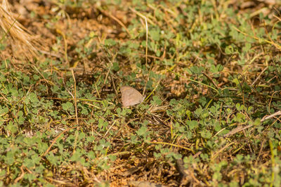 High angle view of butterfly on field