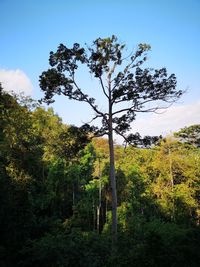 Trees on field against sky