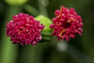 Close-up of pink flowers blooming outdoors