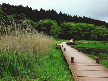 Boardwalk winding through grass and trees