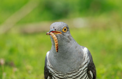 Close-up of a bird on a field