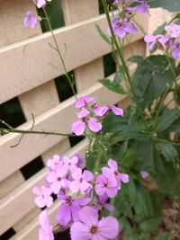 High angle view of purple flowers blooming outdoors