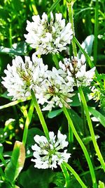 Close-up of white flowering plant