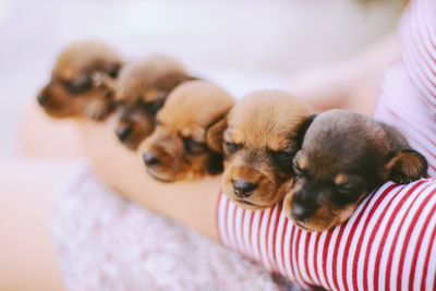 Close-up of woman hand holding puppies