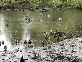 Ducks swimming in lake