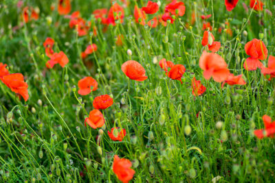 Close-up of red poppy flowers in field