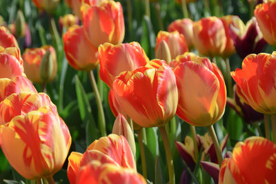 Close-up of orange yellow tulips in the park