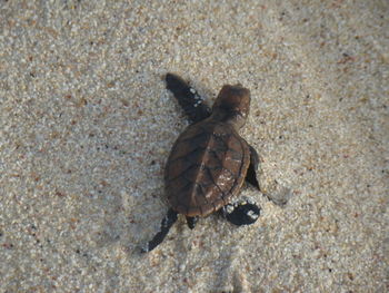 Close-up view of an animal