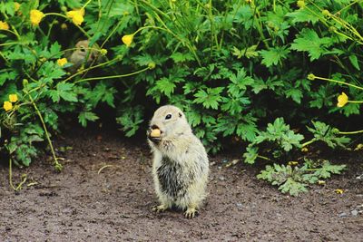 Gopher in the field