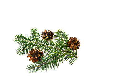 Close-up of pine tree against white background