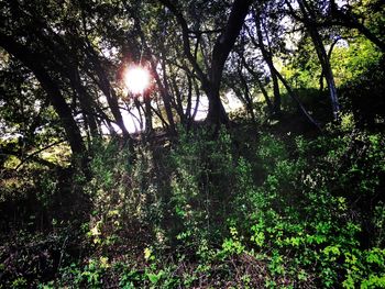 Sun shining through trees