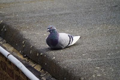 Pigeon resting on roof top