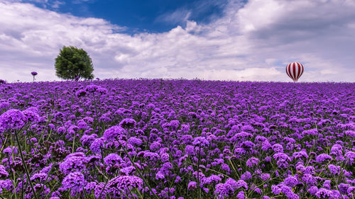 Purple flowering plants on field against sky