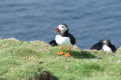Puffin, orkney islands