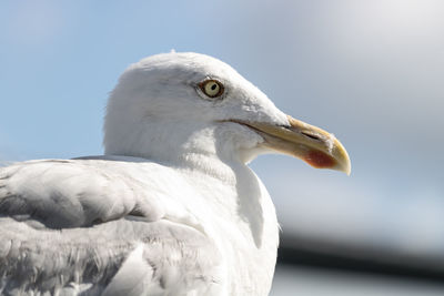 Close-up of seagull