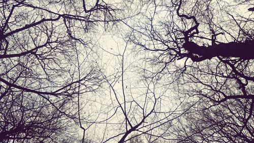 Low angle view of tree against sky