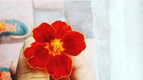 Close-up of hand holding flower