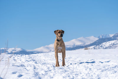 Dog on snow covered field against sky