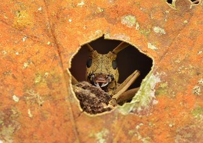 Closed up longhorn beetle looking through the leaf