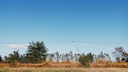 Trees on field against clear blue sky