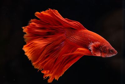 Close-up of orange fish swimming in sea