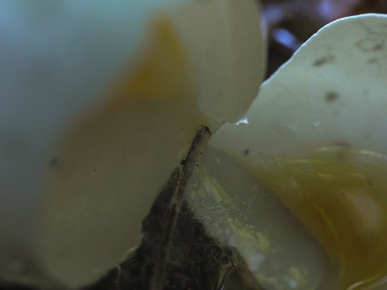 CLOSE-UP OF WHITE ROSE ON LEAF